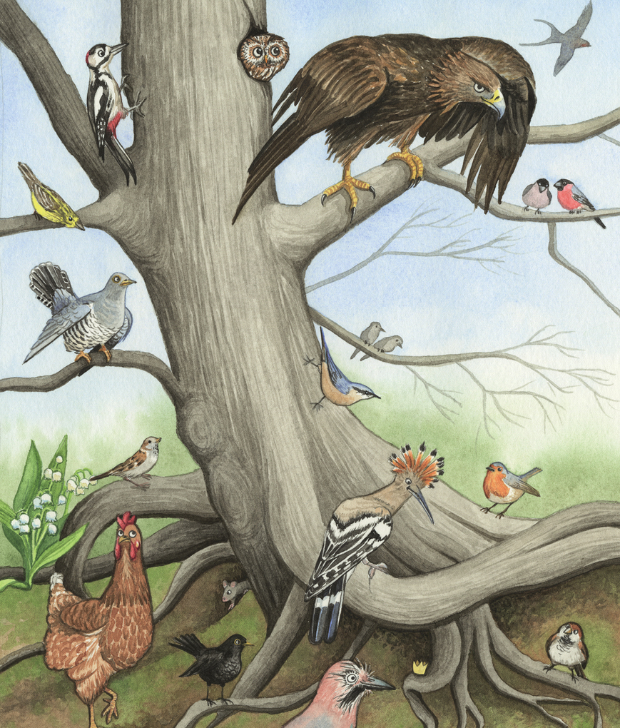 Weitere Ansicht: Der Zaunkönig | Brüder Grimm, Jacob Grimm