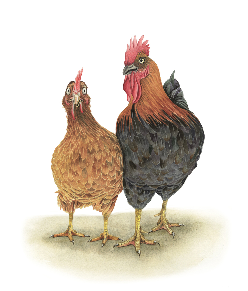 Weitere Ansicht: Der Zaunkönig | Brüder Grimm, Jacob Grimm