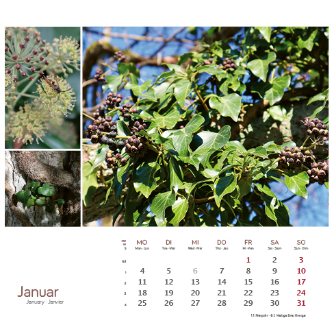 Weitere Ansicht: Heilpfanzen rund um den Bodensee 2027