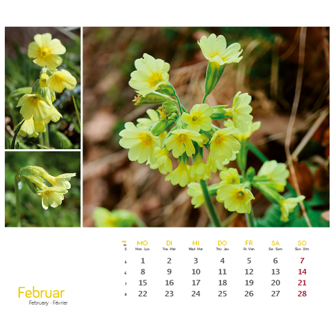 Weitere Ansicht: Heilpfanzen rund um den Bodensee 2027