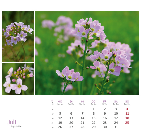 Weitere Ansicht: Heilpfanzen rund um den Bodensee 2027