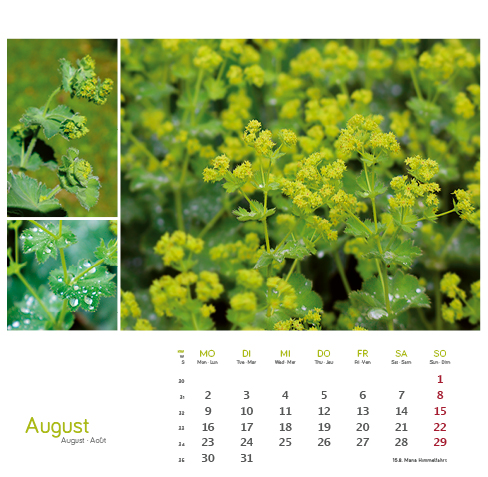 Weitere Ansicht: Heilpfanzen rund um den Bodensee 2027