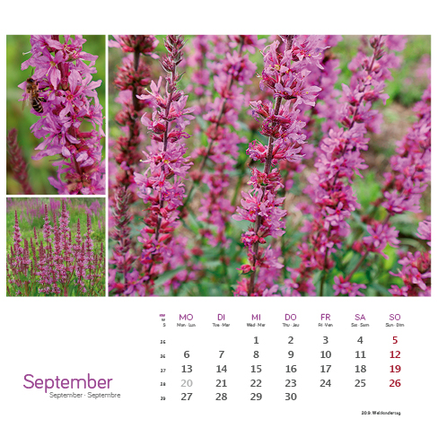 Weitere Ansicht: Heilpfanzen rund um den Bodensee 2027