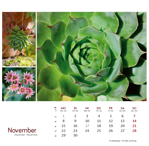 Weitere Ansicht: Heilpfanzen rund um den Bodensee 2027