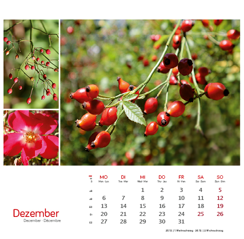 Weitere Ansicht: Heilpfanzen rund um den Bodensee 2027