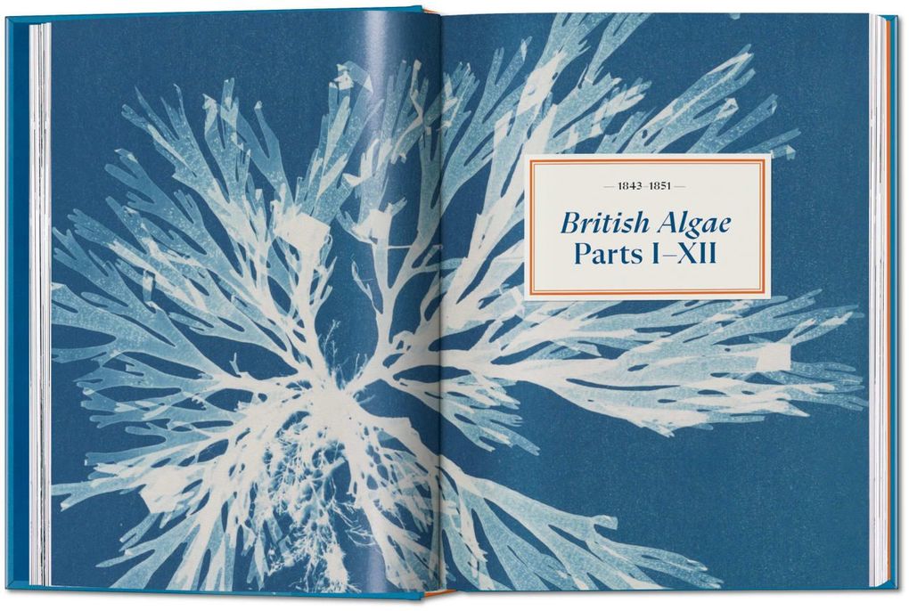Weitere Ansicht: Anna Atkins | Peter Walther