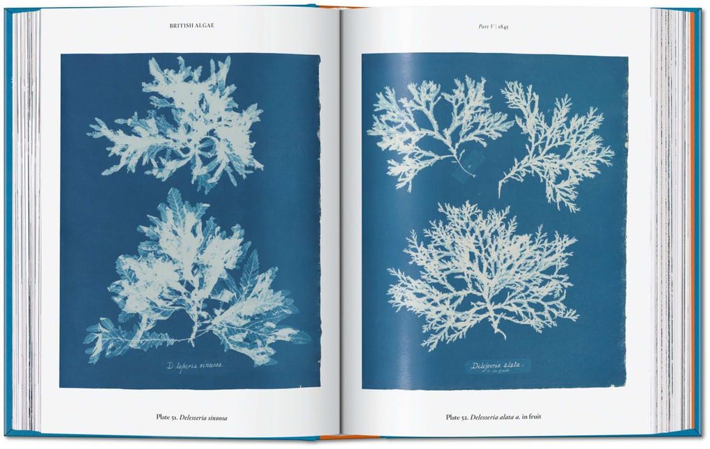 Weitere Ansicht: Anna Atkins | Peter Walther