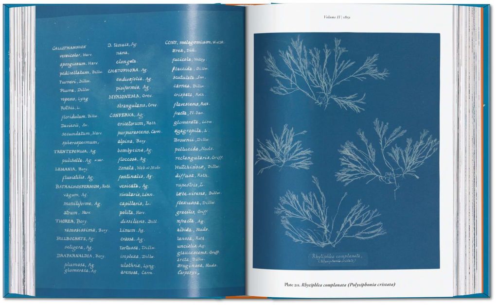 Weitere Ansicht: Anna Atkins | Peter Walther