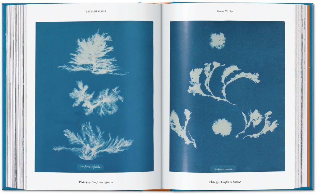 Weitere Ansicht: Anna Atkins | Peter Walther