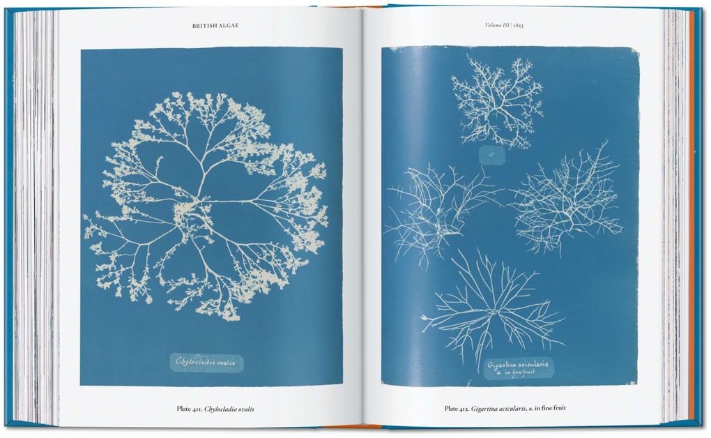 Weitere Ansicht: Anna Atkins | Peter Walther
