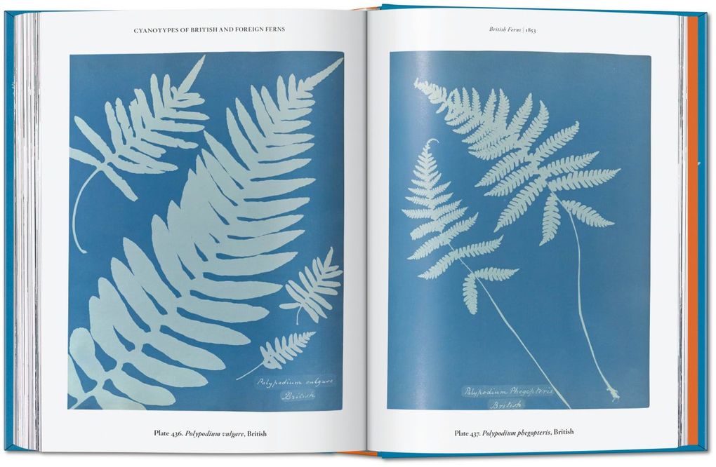 Weitere Ansicht: Anna Atkins | Peter Walther