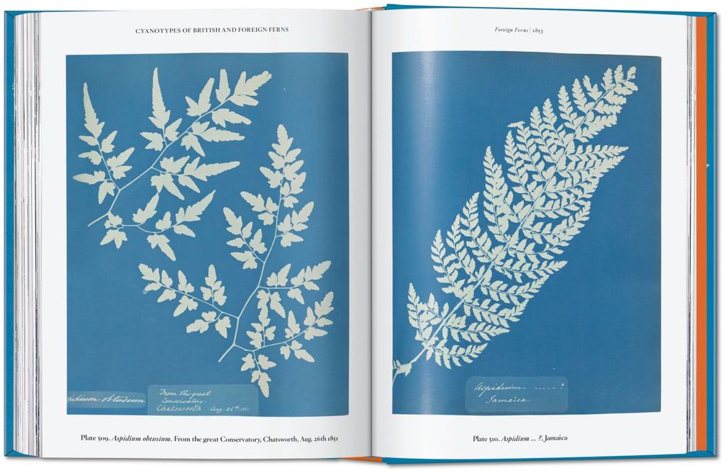 Weitere Ansicht: Anna Atkins | Peter Walther