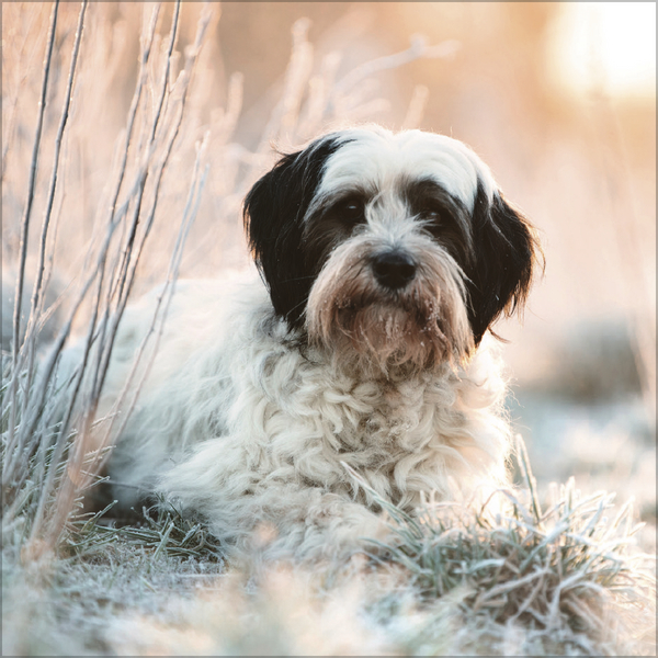 Weitere Ansicht: Dogs 2027