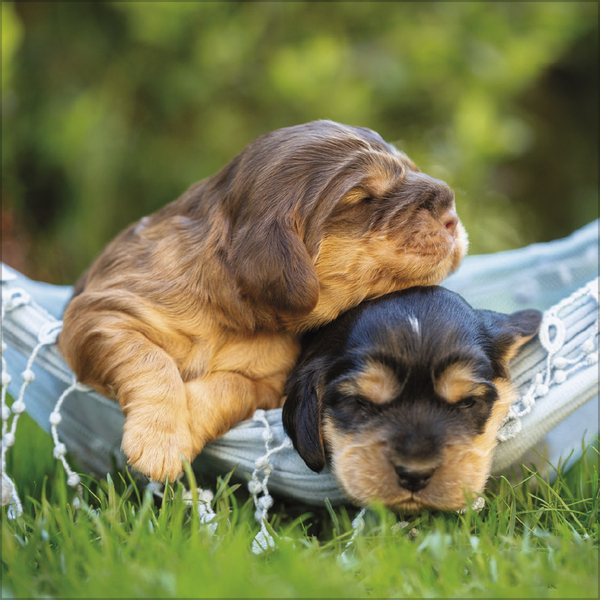 Weitere Ansicht: Dogs 2027