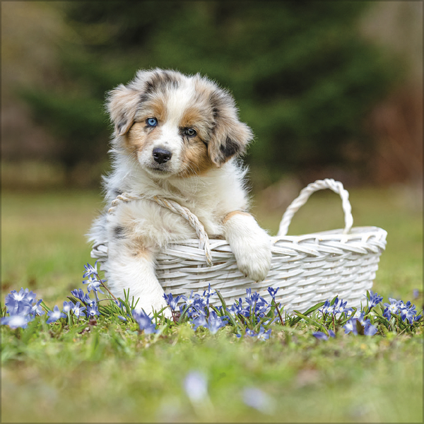 Weitere Ansicht: Dogs 2027