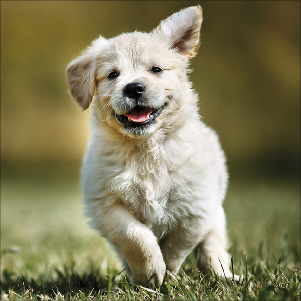 Weitere Ansicht: Dogs 2027