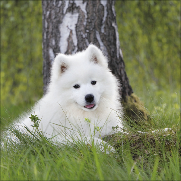 Weitere Ansicht: Dogs 2027