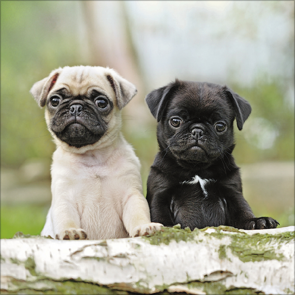 Weitere Ansicht: Dogs 2027