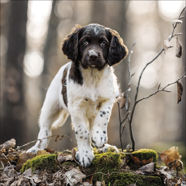 Weitere Ansicht: Dogs 2027