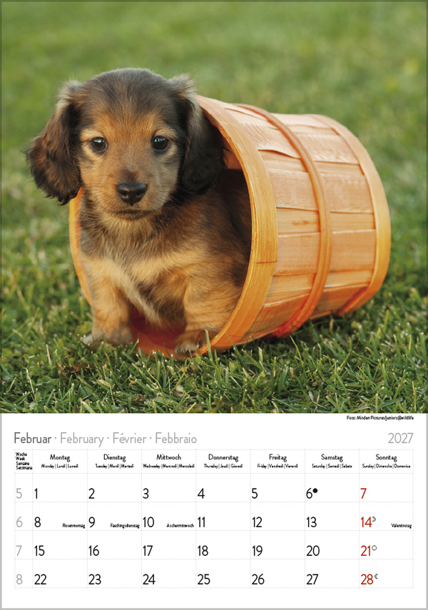 Weitere Ansicht: Dackel 2027