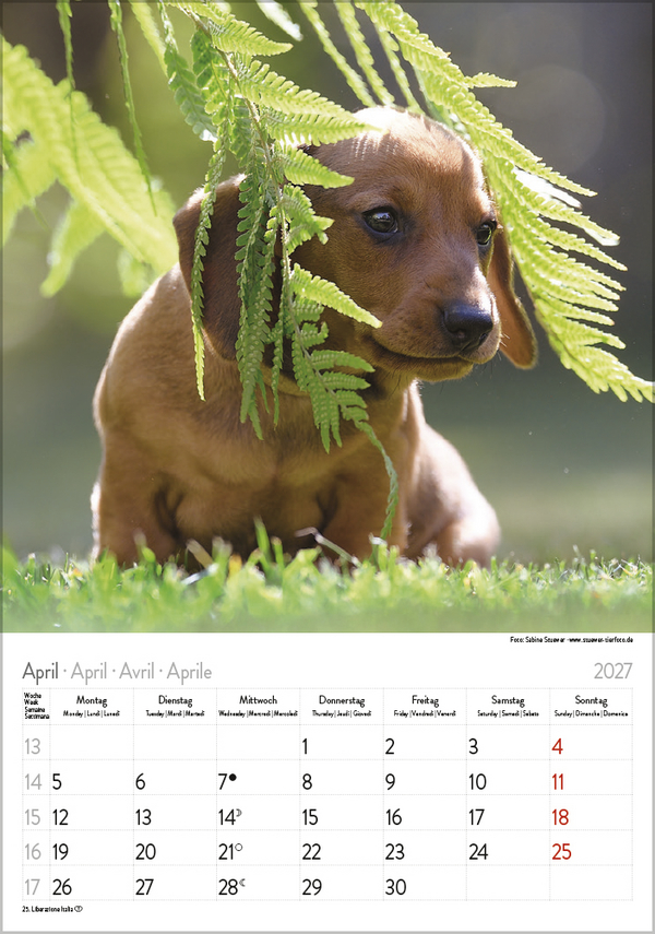 Weitere Ansicht: Dackel 2027