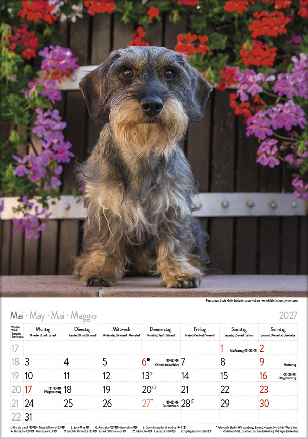 Weitere Ansicht: Dackel 2027