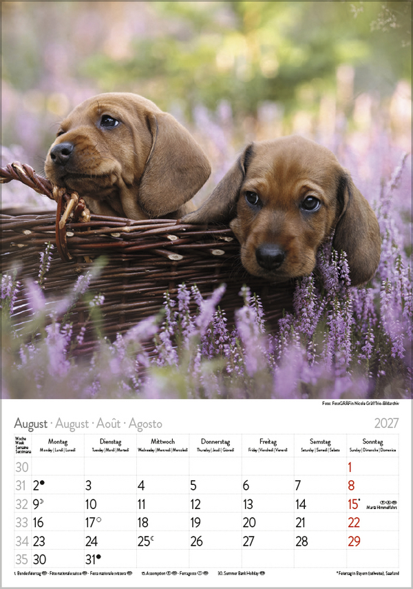 Weitere Ansicht: Dackel 2027