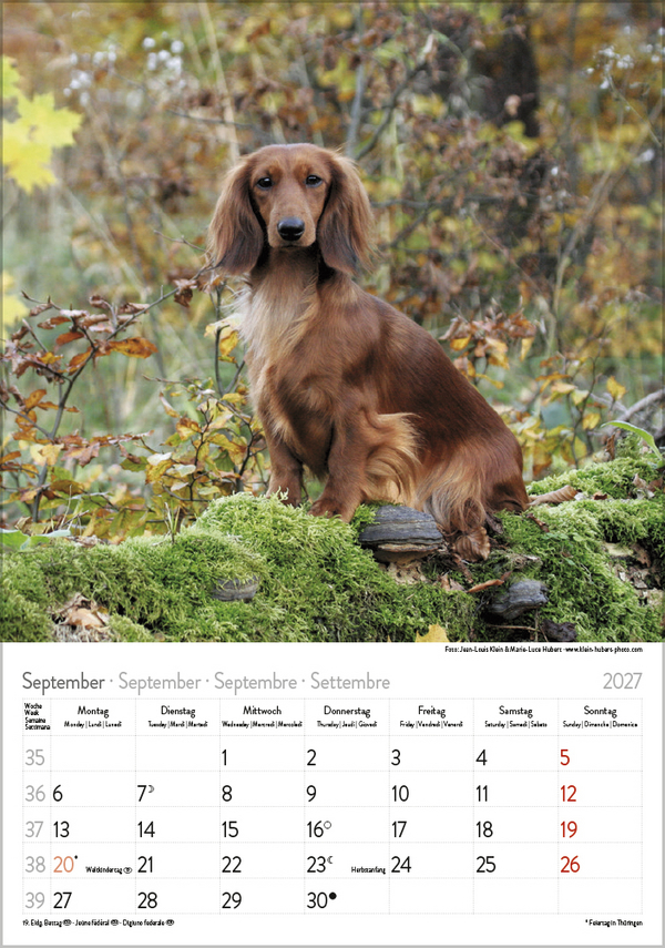 Weitere Ansicht: Dackel 2027