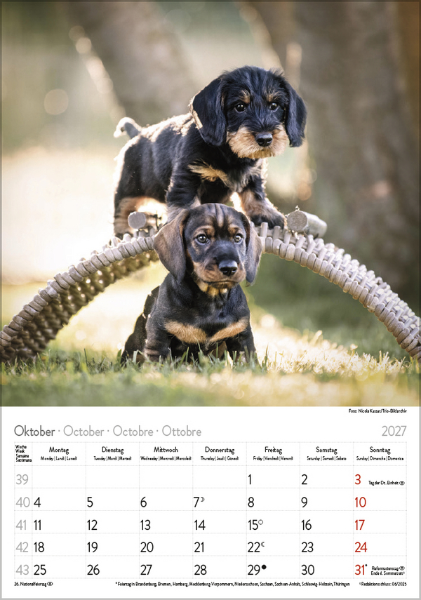 Weitere Ansicht: Dackel 2027