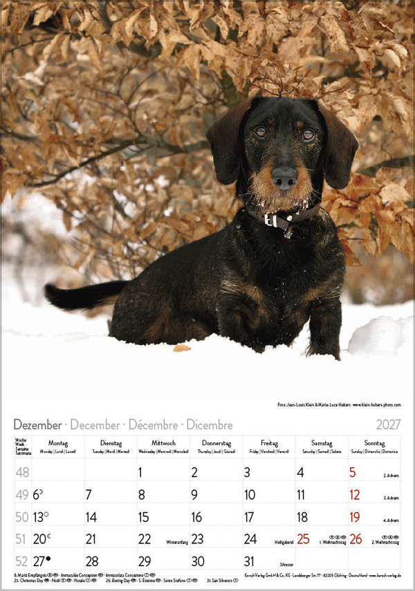 Weitere Ansicht: Dackel 2027