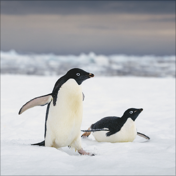 Weitere Ansicht: Pinguine 2027