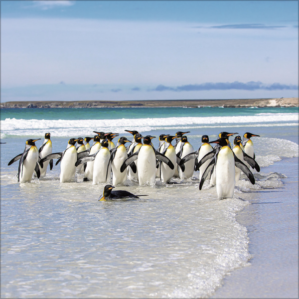 Weitere Ansicht: Pinguine 2027