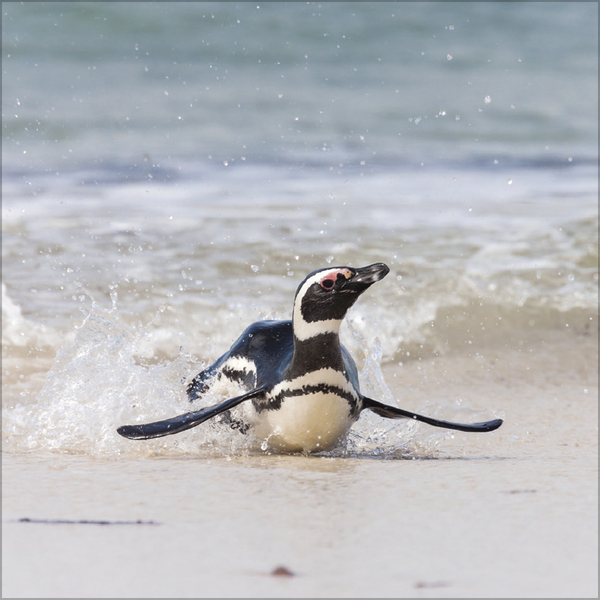 Weitere Ansicht: Pinguine 2027