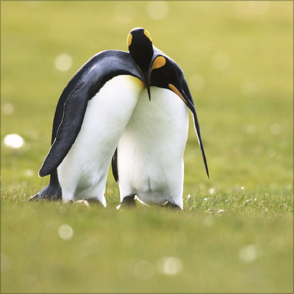 Weitere Ansicht: Pinguine 2027