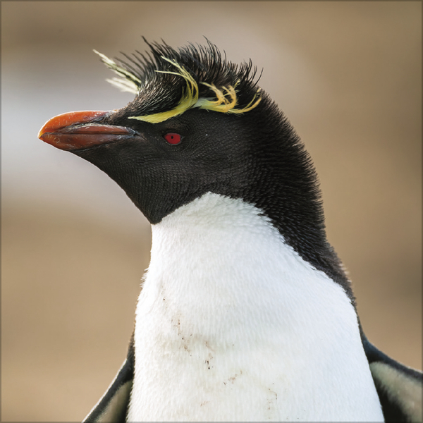 Weitere Ansicht: Pinguine 2027
