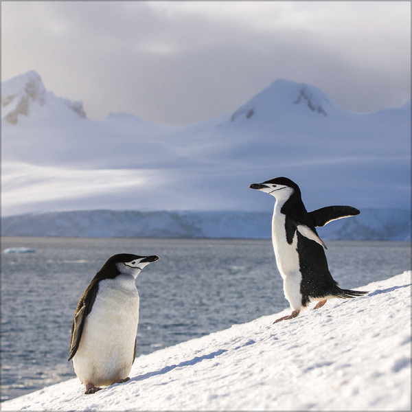 Weitere Ansicht: Pinguine 2027