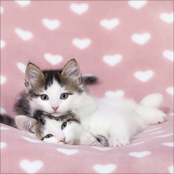 Weitere Ansicht: Cats 2027