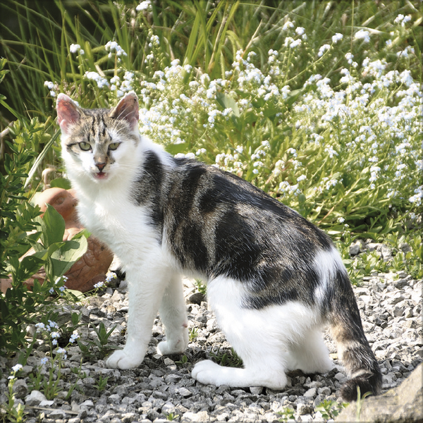 Weitere Ansicht: Cats 2027