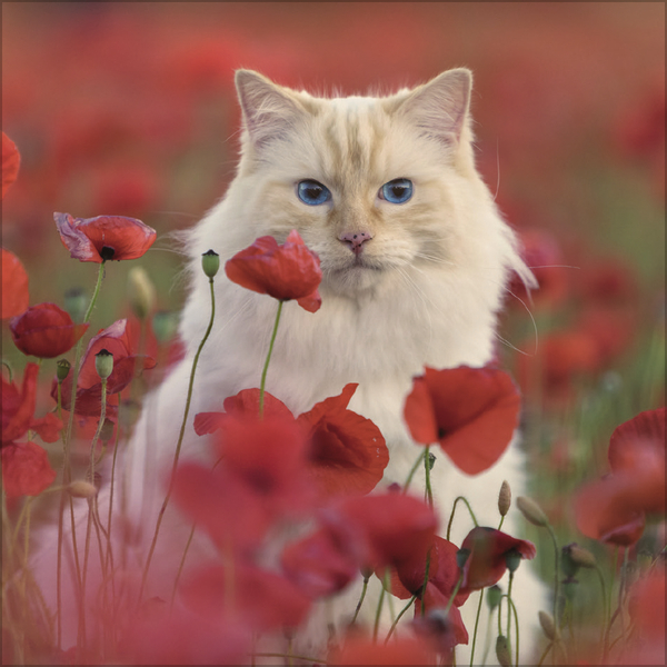 Weitere Ansicht: Cats 2027