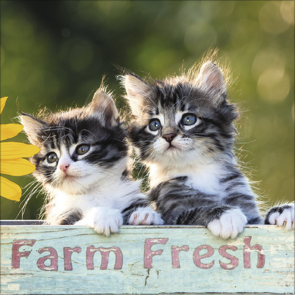 Weitere Ansicht: Cats 2027