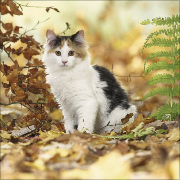 Weitere Ansicht: Cats 2027