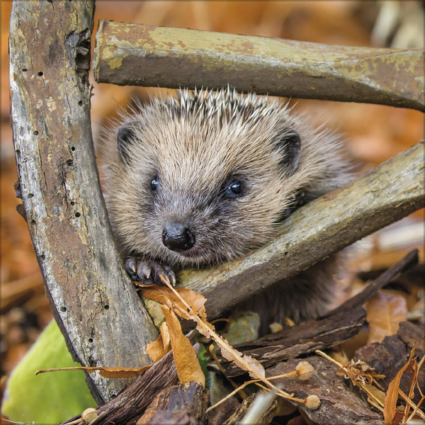 Weitere Ansicht: Igel 2027