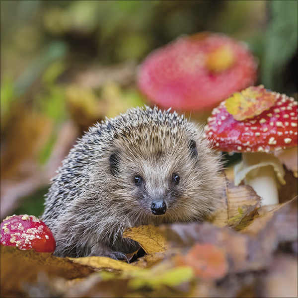 Weitere Ansicht: Igel 2027