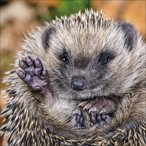 Weitere Ansicht: Igel 2027