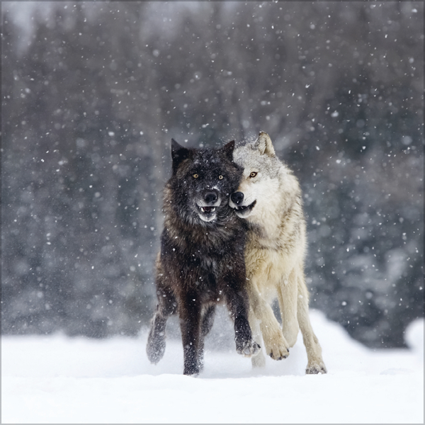 Weitere Ansicht: Wölfe 2027