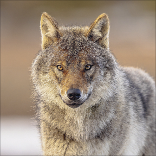 Weitere Ansicht: Wölfe 2027