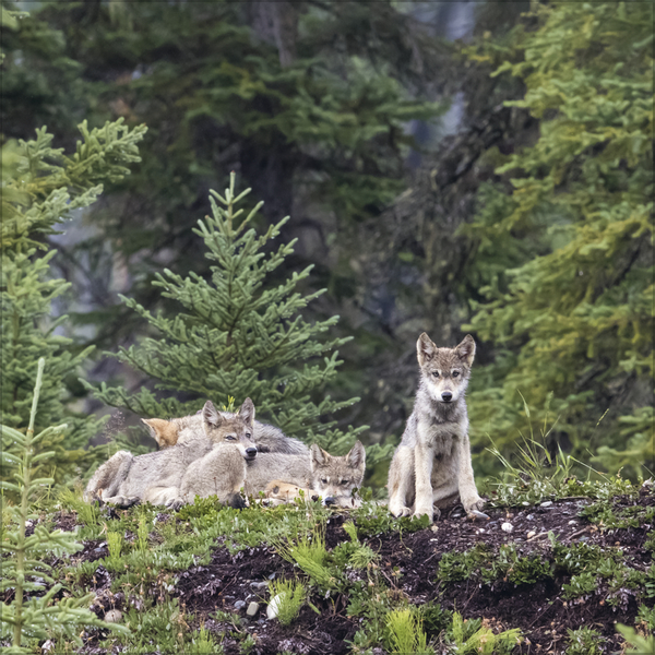 Weitere Ansicht: Wölfe 2027