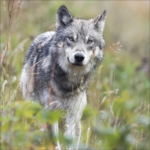 Weitere Ansicht: Wölfe 2027