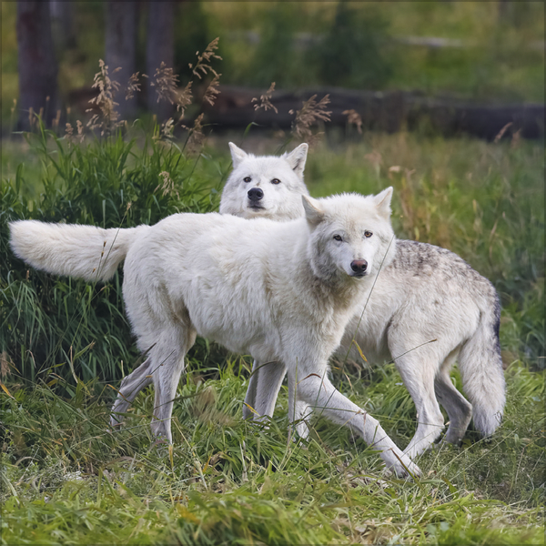 Weitere Ansicht: Wölfe 2027