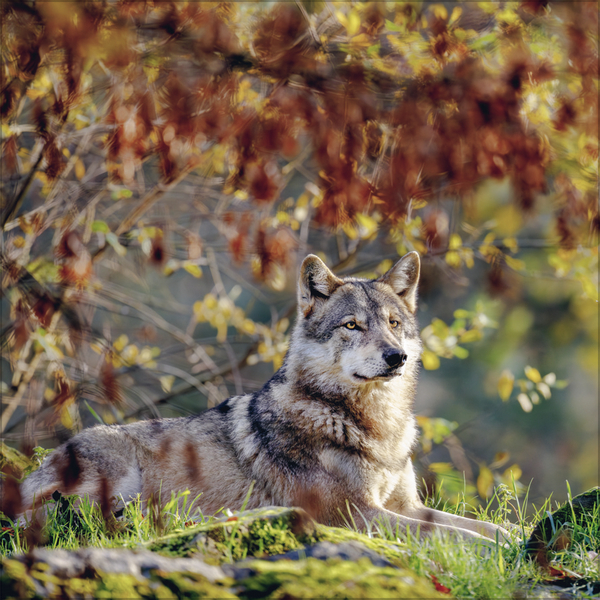 Weitere Ansicht: Wölfe 2027